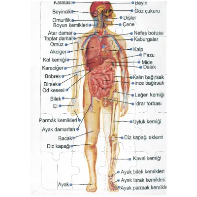 Vücudumuz ve Organlarımız 25x35 Yapboz 20 Parça                        